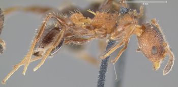 Media type: image; Entomology 21017   Aspect: habitus lateral view